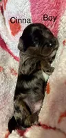 Cinna, a male Cockapoo and Poodle - Miniature  for sale in Calhoun, GA – 1 of 2