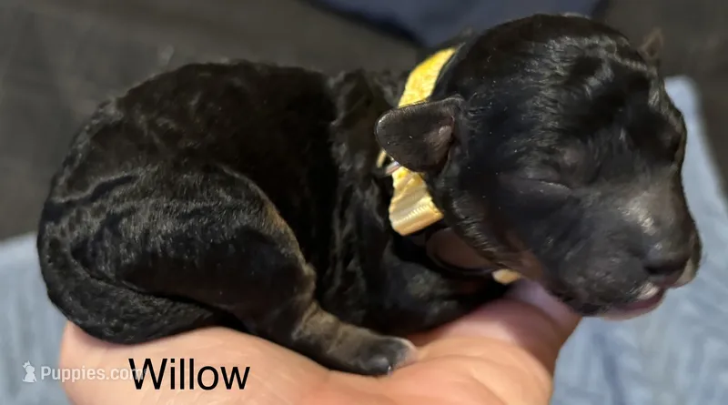 Willow – Miniature Labradoodle puppy for sale in Calhoun, GA