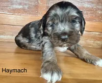 Haymach, a male Cockapoo and Poodle - Miniature  for sale in Calhoun, GA – 5 of 7