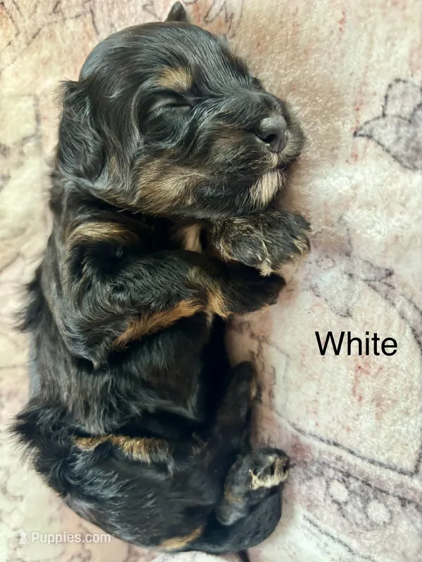 White collar – Miniature Bernedoodle puppy for sale in Calhoun, GA