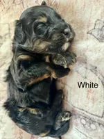 White collar, a female Miniature Bernedoodle for sale in Calhoun, GA – 1 of 2