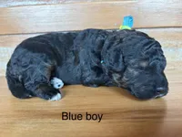 Blue collar, a male Miniature Bernedoodle for sale in Calhoun, GA – 2 of 2