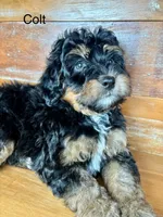 Colt, a male Miniature Bernedoodle for sale in Calhoun, GA – 2 of 6