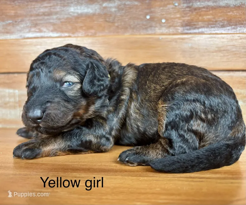 Yellow collar – Miniature Bernedoodle puppy for sale in Calhoun, GA