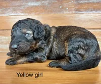 Yellow collar, a female Miniature Bernedoodle for sale in Calhoun, GA – 1 of 2