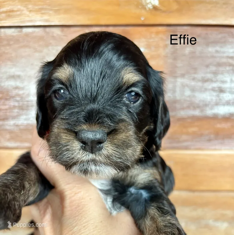 Effie – Cockapoo puppy for sale in Calhoun, GA