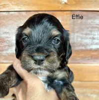 Effie, a female Cockapoo for sale in Calhoun, GA – 3 of 8