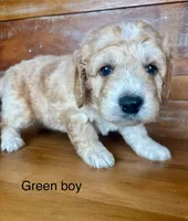 Green collar , a male Miniature Bernedoodle for sale in Calhoun, GA – 4 of 6
