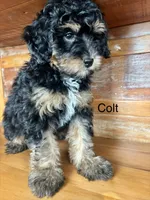 Colt, a male Miniature Bernedoodle for sale in Calhoun, GA – 6 of 6