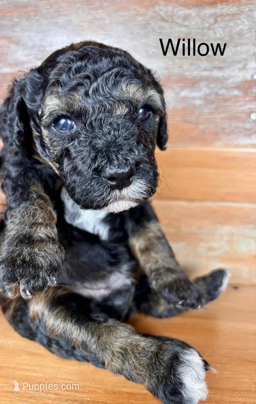 Willow – Miniature Labradoodle puppy for sale in Calhoun, GA
