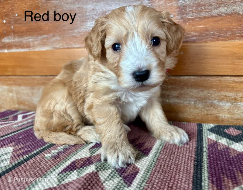 Red collar – Miniature Bernedoodle puppy for sale in Calhoun, GA