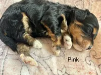 Pink collar, a female Miniature Bernedoodle for sale in Calhoun, GA – 1 of 2