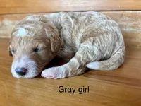 Gray collar, a female Miniature Bernedoodle for sale in Calhoun, GA – 2 of 2