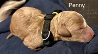 Penny, a female Miniature Labradoodle for sale in Calhoun, GA – 2 of 3