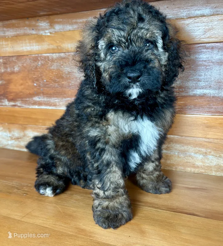 Blue collar – Miniature Bernedoodle puppy for sale in Calhoun, GA