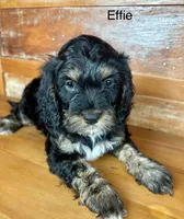 Effie, a female Cockapoo for sale in Calhoun, GA – 2 of 8