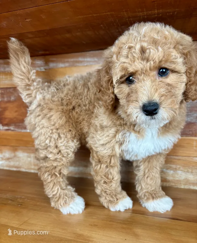 Black collar – Miniature Bernedoodle puppy for sale in Calhoun, GA
