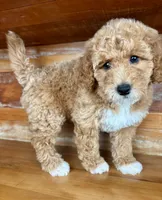 Black collar, a female Miniature Bernedoodle for sale in Calhoun, GA – 1 of 6