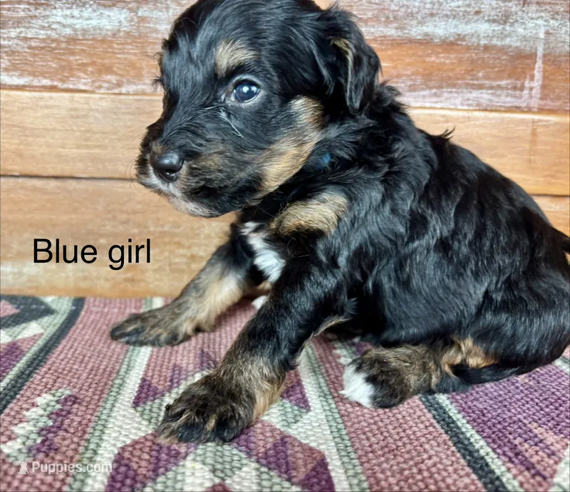 Blue collar – Miniature Bernedoodle puppy for sale in Calhoun, GA
