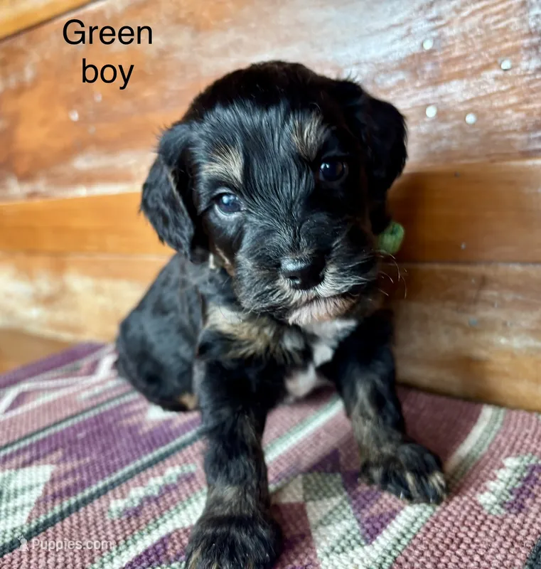 Green collar – Miniature Bernedoodle puppy for sale in Calhoun, GA