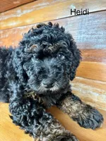 Heidi, a female Miniature Bernedoodle for sale in Calhoun, GA – 2 of 8