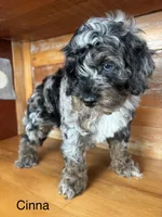 Cinna, a male Cockapoo and Poodle - Miniature  for sale in Calhoun, GA – 2 of 7