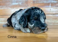 Cinna, a male Cockapoo and Poodle - Miniature  for sale in Calhoun, GA – 4 of 7