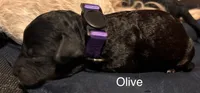 Olive, a female Miniature Labradoodle for sale in Calhoun, GA – 1 of 4