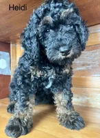Heidi, a female Miniature Bernedoodle for sale in Calhoun, GA – 8 of 8
