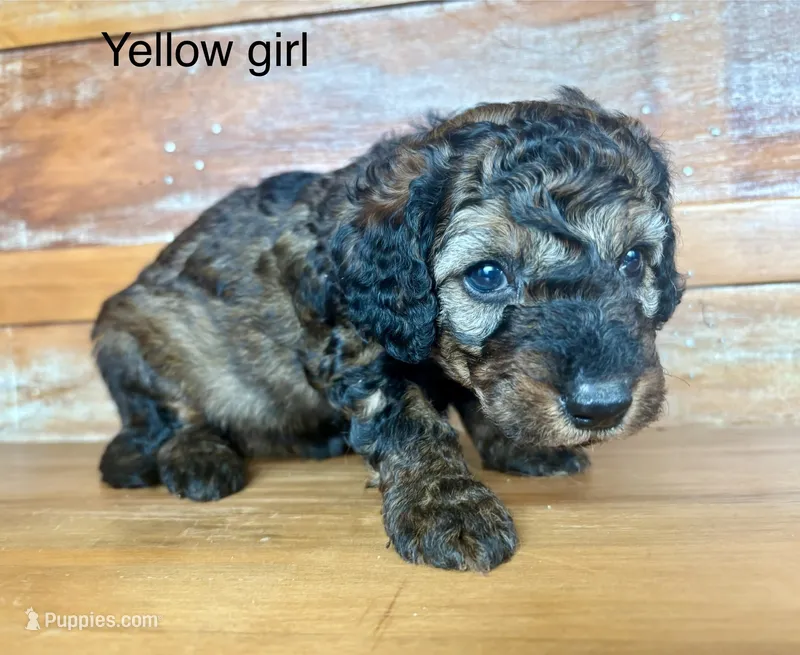 Yellow collar – Miniature Bernedoodle puppy for sale in Calhoun, GA