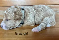Gray collar, a female Miniature Bernedoodle for sale in Calhoun, GA – 1 of 2