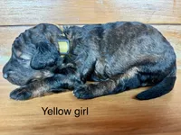Yellow collar, a female Miniature Bernedoodle for sale in Calhoun, GA – 2 of 2