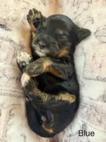 Blue collar, a female Miniature Bernedoodle for sale in Calhoun, GA – 2 of 2