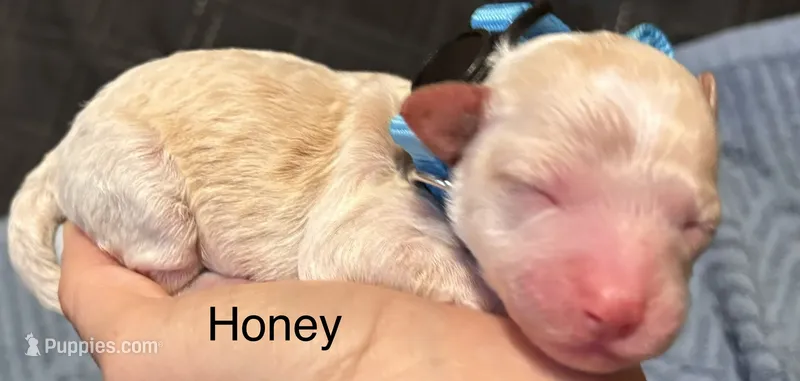 Honey – Miniature Labradoodle puppy for sale in Calhoun, GA