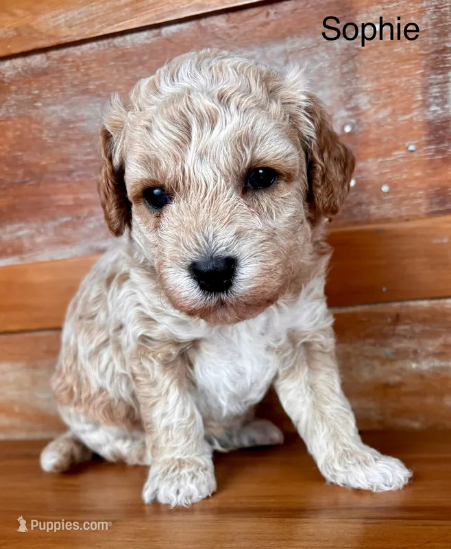 Sophie – Miniature Labradoodle puppy for sale in Calhoun, GA
