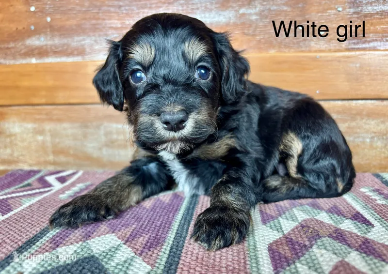 White collar – Miniature Bernedoodle puppy for sale in Calhoun, GA