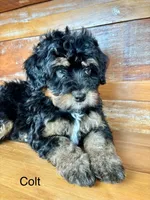 Colt, a male Miniature Bernedoodle for sale in Calhoun, GA – 3 of 6