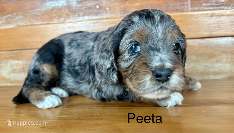 Peeta – Cockapoo, Poodle - Miniature  puppy for sale in Calhoun, GA