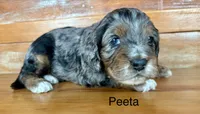 Peeta, a male Cockapoo and Poodle - Miniature  for sale in Calhoun, GA – 3 of 6