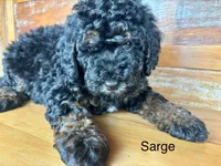 Sarge, a male Miniature Bernedoodle for sale in Calhoun, GA – 4 of 6