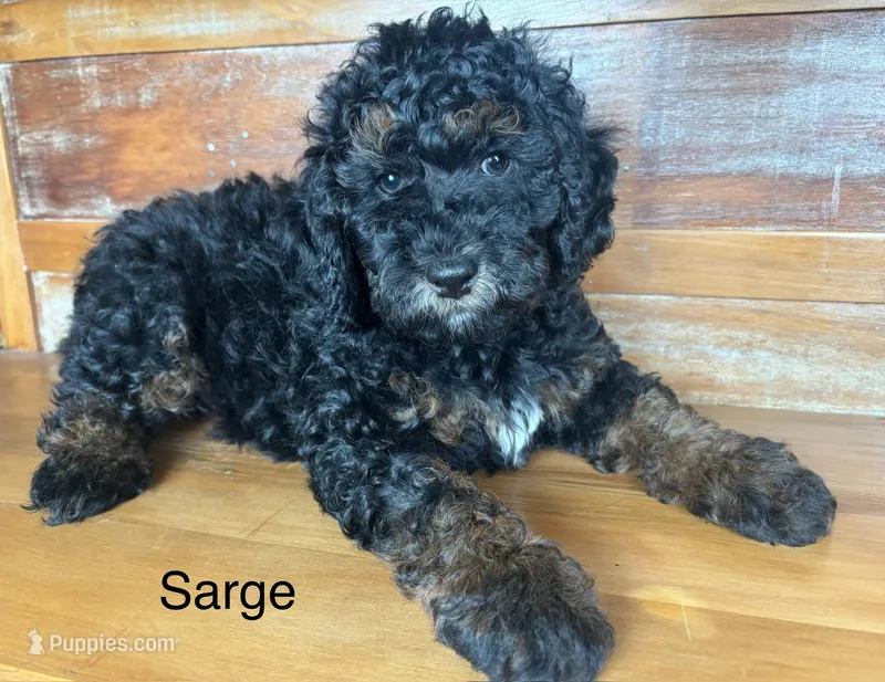 Sarge – Miniature Bernedoodle puppy for sale in Calhoun, GA