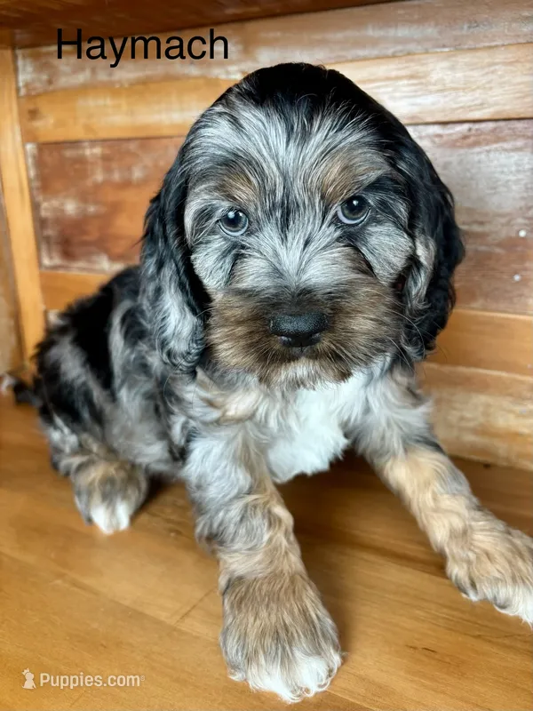 Haymach – Cockapoo, Poodle - Miniature  puppy for sale in Calhoun, GA