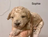Sophie, a female Miniature Labradoodle for sale in Calhoun, GA – 2 of 3