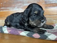 Effie, a female Cockapoo for sale in Calhoun, GA – 4 of 8