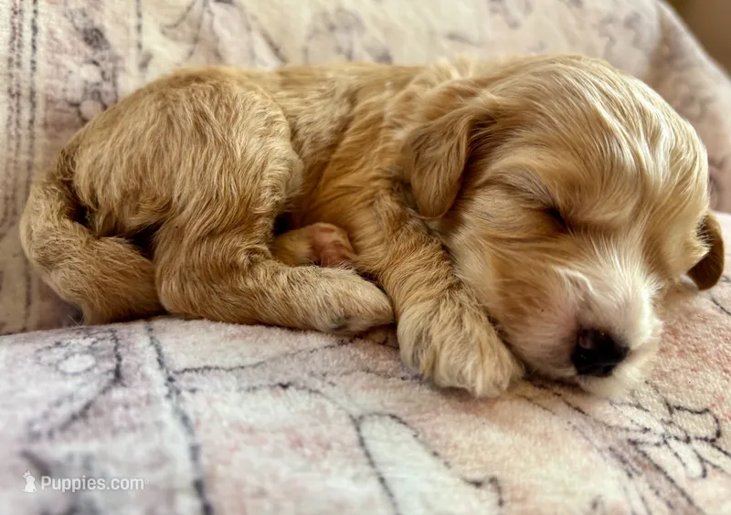 Red collar – Miniature Bernedoodle puppy for sale in Calhoun, GA