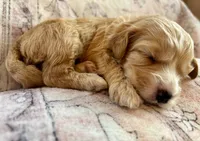 Red collar, a male Miniature Bernedoodle for sale in Calhoun, GA – 1 of 2