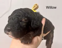 Willow, a female Miniature Labradoodle for sale in Calhoun, GA – 2 of 3