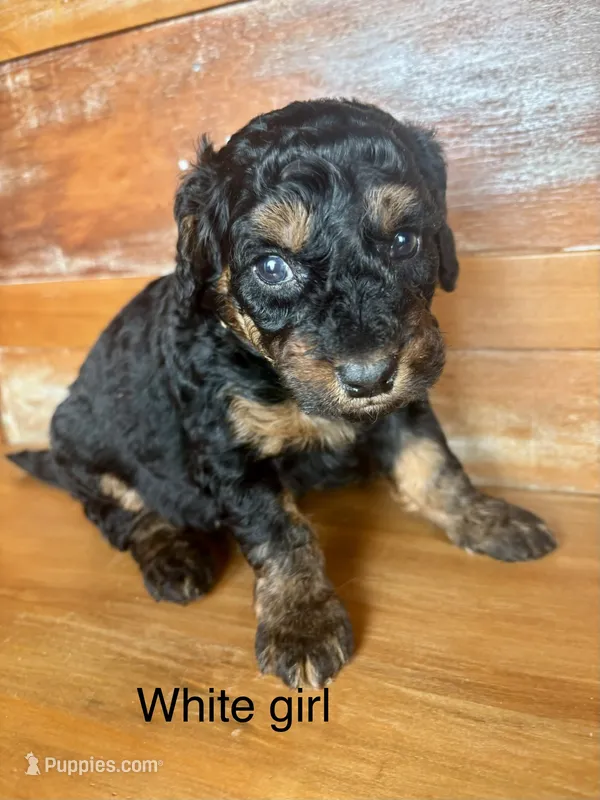 White collar – Miniature Bernedoodle puppy for sale in Calhoun, GA