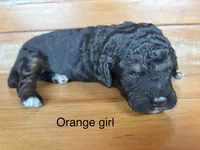 Orange collar, a female Miniature Bernedoodle for sale in Calhoun, GA – 2 of 2