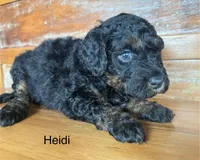 Heidi, a female Miniature Bernedoodle for sale in Calhoun, GA – Photo 1 of 2